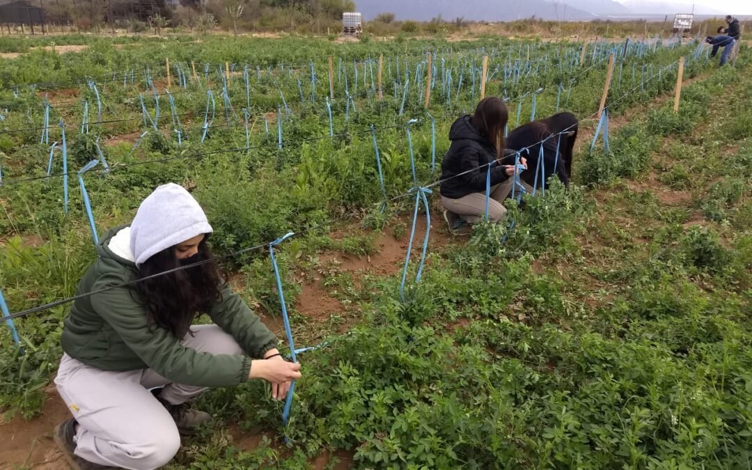 Tareas en cultivos de arvejas