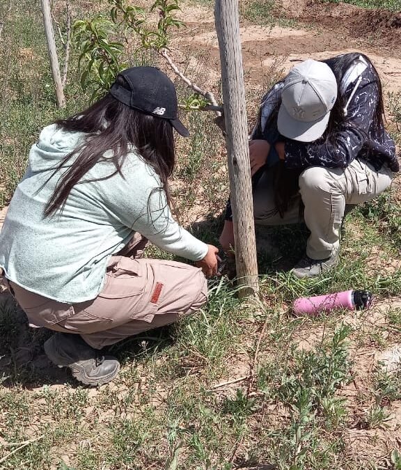 Trabajos en plantas frutales🌳🍑