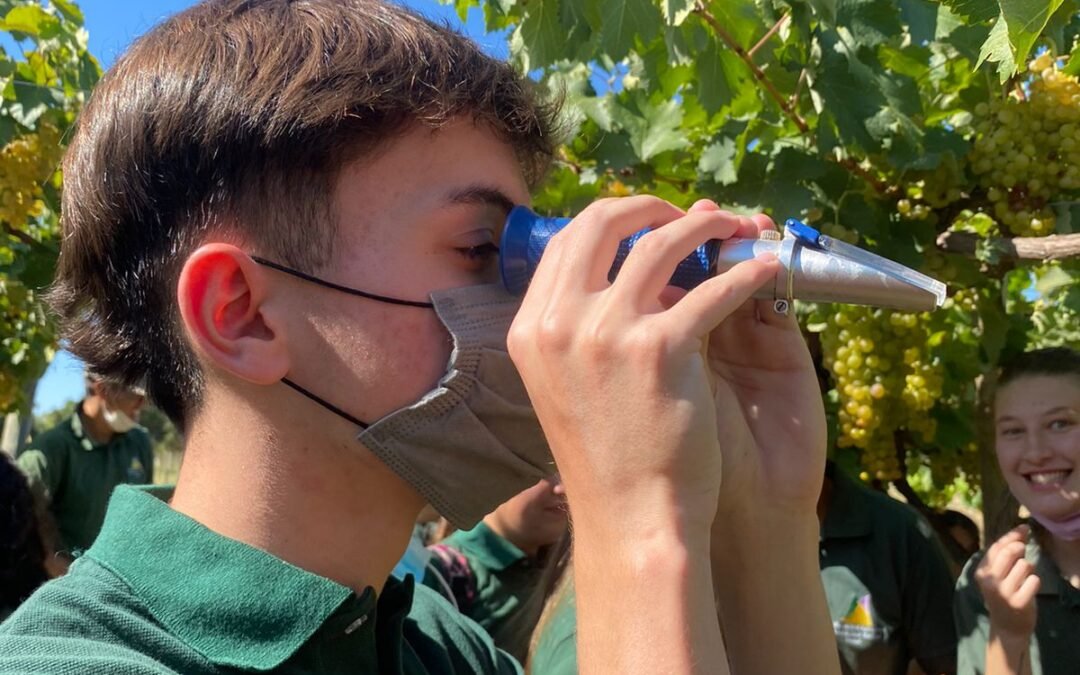 Medición de la graduación de azúcar en baya🍇